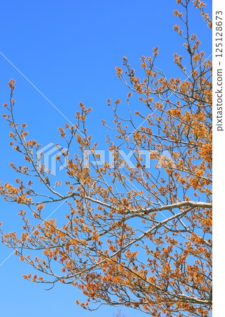 Witch hazel flower 125128673
