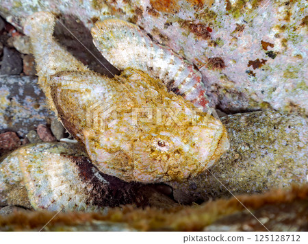 Beautiful Satsuma scorpionfish, Nirai scorpionfish, and others perfectly camouflaged among the rocks. Hirizohama Nakagi Minamiizu Town Izu Peninsula Shizuoka Prefecture 125128712