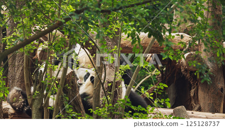 Giant Young Pandas Play With Each Other. Bear Or Simply, Is Bear Species Endemic To China. Panda Diplomacy. National Symbol Of China, Personifying Sincerity, Friendliness, Tolerance And Kindness 125128737