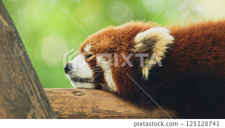 Adult Red Panda Sleep. Cute Red Panda Face Close-up View. Ailurus Fulgens Or Lesser Panda Is Small Mammal Native To The Eastern Himalayas And Southwestern China. Red Pandas Are Also Symbol Of Goodness Adult Red Panda Sleep. Cute Red Panda Face Close-up View. Ailurus Fulgens Or Lesser Panda Is Small Mammal Native To The Eastern Himalayas And Southwestern China. Red Pandas Are Also Symbol Of Goodness 125128741