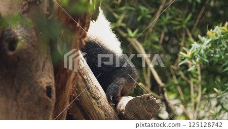 Giant Panda Climbs Tree. Cute Panda Face Close-up View. Bear Or Simply, Is Bear Species Endemic To China. Panda Diplomacy. National Symbol Of China, Personifying Sincerity, Friendliness, Tolerance And Giant Panda Climbs Tree. Cute Panda Face Close-up View. Bear Or Simply, Is Bear Species Endemic To China. Panda Diplomacy. National Symbol Of China, Personifying Sincerity, Friendliness, Tolerance And 125128742