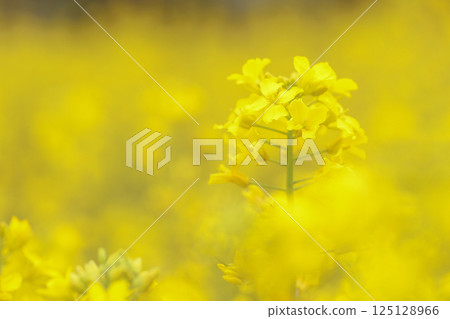 Rapeseed flower, right-leaning 125128966