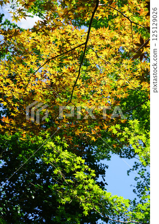Trees starting to turn red in Ohara, Kyoto 125129026