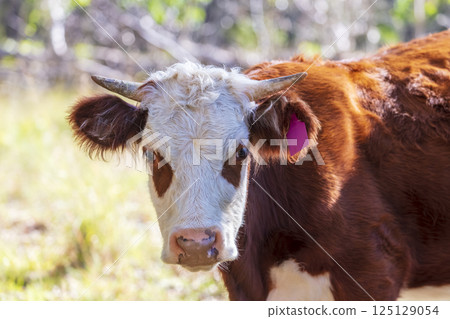 A brown cow with a white face relaxing in the sunshine A brown cow with a white face relaxing in the sunshine 125129054
