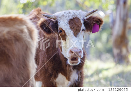 A brown cow with a white face relaxing in the sunshine A brown cow with a white face relaxing in the sunshine 125129055