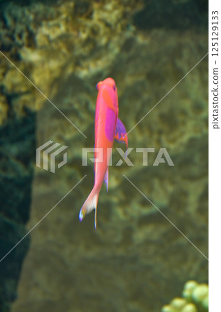 A violet anthias swimming comfortably in an aquarium A violet anthias swimming comfortably in an aquarium 125129133