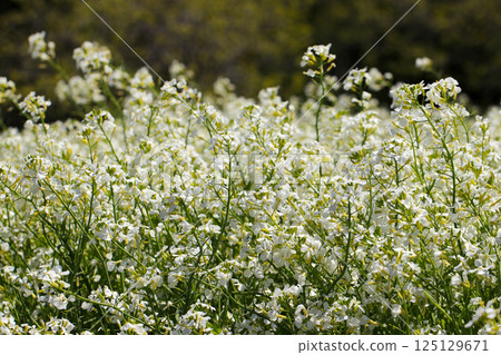 A bright, pure and very beautiful white radish flower field sparkling in the spring sunlight A bright, pure and very beautiful white radish flower field sparkling in the spring sunlight 125129671