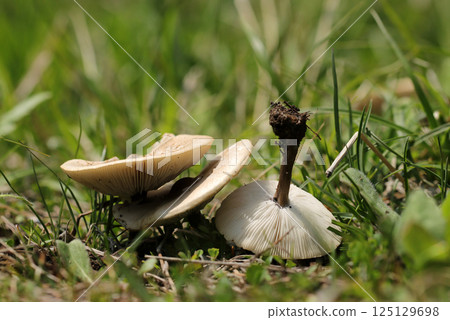 在春天明媚的草地上，米色的中型白術蘑菇（正面和背面，在晴朗的天空下，用自然光微距拍攝） 125129698