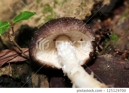幼年裡紅菇菌蓋下的菌褶與菌柄(自然光 + 閃光燈微距特寫) 幼年裡紅菇菌蓋下的菌褶與菌柄(自然光 + 閃光燈微距特寫) 125129700
