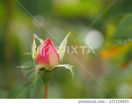 玫瑰花蕾和晨露 玫瑰花蕾和晨露 125129955