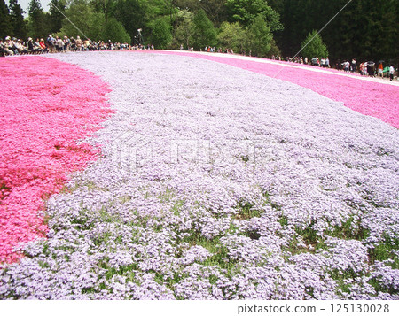 Sa玉縣秩父市的Hitsujiyama公園（芝櫻之丘） 125130028
