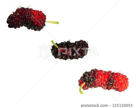Purple and red color mulberry fruit isolated on white background, Three ripe berry is a food rich in vitamins and good for health 125130055