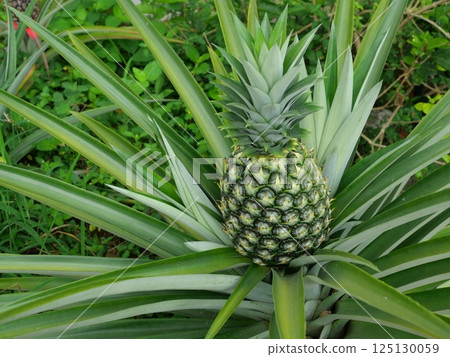 Young pineapple fruit on tree plant with natural green background, Tasty tropical fruit on the farmland Young pineapple fruit on tree plant with natural green background, Tasty tropical fruit on the farmland 125130059