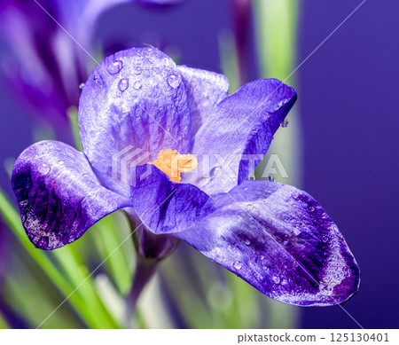 Dew-Kissed Purple Crocus Blossom in Springtime Light Dew-Kissed Purple Crocus Blossom in Springtime Light 125130401