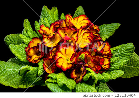 Vivid red Primula Bloom with Dew Drops 125130404