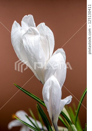 Dew-Kissed White Crocus Blooms Against a Soft Brown Backdrop 125130411