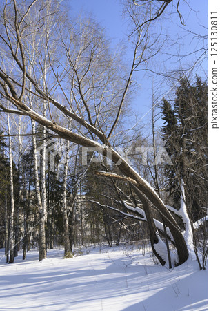 Trees covered with snow in snowdrifts in winter Trees covered with snow in snowdrifts in winter 125130811