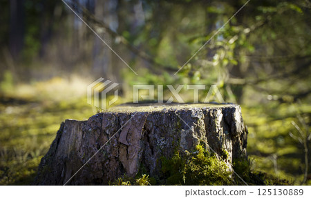 Table wood stomp podium in nature forest background. Place for Product display Table wood stomp podium in nature forest background. Place for Product display 125130889