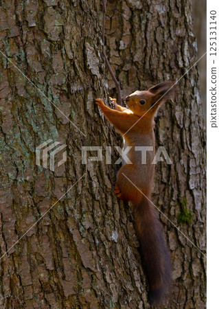 squirrel with big ears in forest or park. 125131140