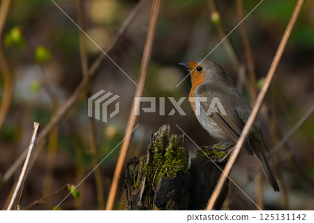 Robin redbreast (Erithacus rubecula) is small brownish Robin redbreast (Erithacus rubecula) is small brownish 125131142