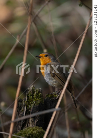 Robin redbreast (Erithacus rubecula) is small brownish Robin redbreast (Erithacus rubecula) is small brownish 125131143