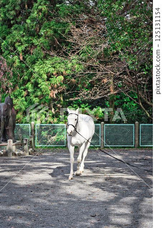 The sacred horse at Konpira Shrine The sacred horse at Konpira Shrine 125131154