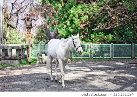 The sacred horse at Konpira Shrine The sacred horse at Konpira Shrine 125131184