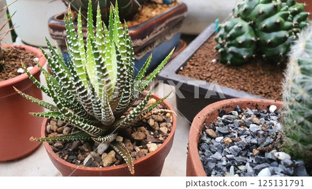 Stylish Succulent Plant in Brown Pot with Decorative Stones 125131791