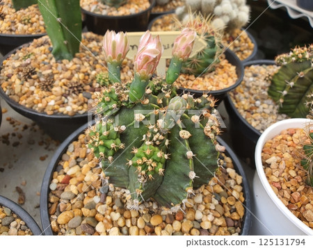 Unique Green Cactus with Pink Flower Buds in Potting Environment Unique Green Cactus with Pink Flower Buds in Potting Environment 125131794