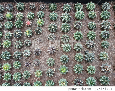 Varied Succulent Cacti Collection with Unique Shapes and Colors Varied Succulent Cacti Collection with Unique Shapes and Colors 125131795