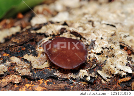 腐爛木材表面的紅褐色紐扣狀小木耳菇(自然光+閃光燈微距特寫) 腐爛木材表面的紅褐色紐扣狀小木耳菇(自然光+閃光燈微距特寫) 125131920