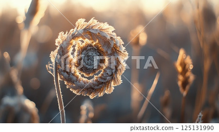 Frosty Spiral of Nature: A Winter Sunrise Delight Frosty Spiral of Nature: A Winter Sunrise Delight 125131990