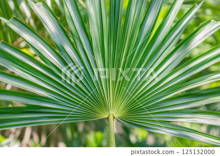 Vibrant Green Palm Leaf Close Up: Tropical Nature Photography 125132000