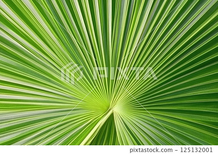Vibrant Green Palm Leaf Texture: Close-Up Photography of Tropical Foliage 125132001