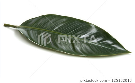 Magnificent Single Heliconia Rostrata Leaf Close Up Photography against White Background 125132013