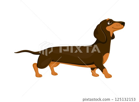 Cartoon dachshund dog or puppy with happy muzzle face vector pet animal character. Funny Dachshund or sausage dog puppy on walk for kids animal mascot or cute cheerful pet character 125132153