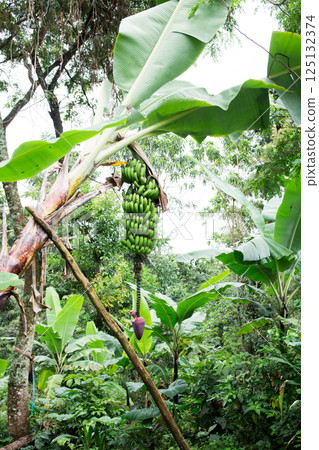 Banana tree (Tropical farm) Banana tree (Tropical farm) 125132374