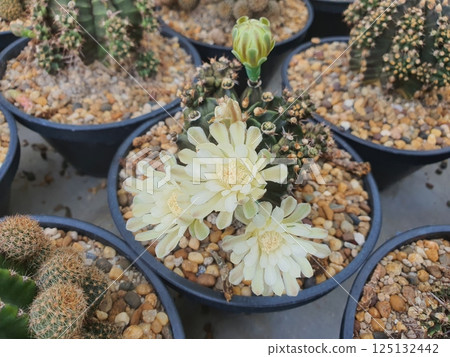 Beautiful blooming cactus flowers in pots with gravel and soil 125132442