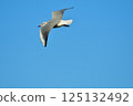 Gull and blue sky 125132492