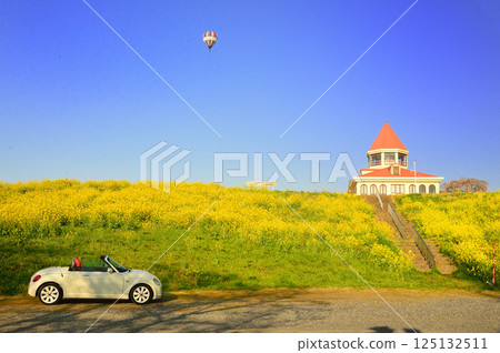 一輛汽車駛過盛開的油菜花 一輛汽車駛過盛開的油菜花 125132511