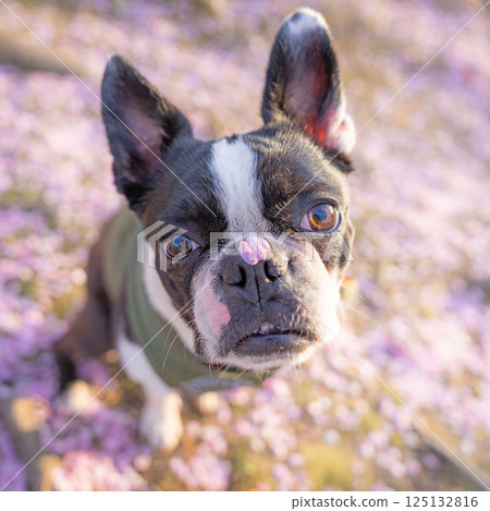 Boston terrier sitting in a spring park covered with cherry blossom petals 125132816