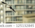 Urban birds 125132845