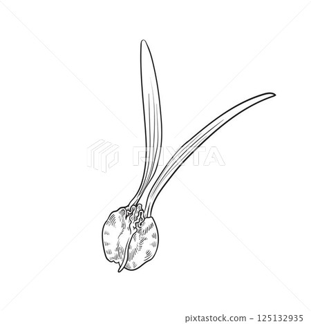 Dipterocarpus alatus fruit hand drawn. Dipterocarpus alatus fruit hand drawn. 125132935