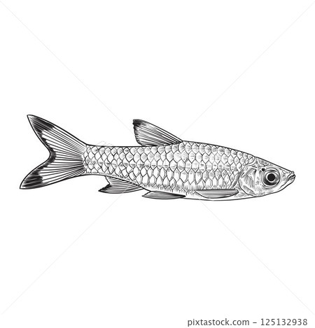 Rasbora vulgaris fish hand drawn vector 125132938