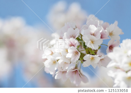 Sakura that shines in the blue sky Sakura that shines in the blue sky 125133058