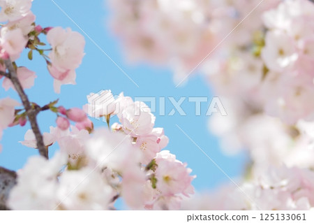 Sakura that shines in the blue sky Sakura that shines in the blue sky 125133061