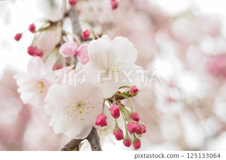 沐浴著春日陽光的櫻花盛開 沐浴著春日陽光的櫻花盛開 125133064