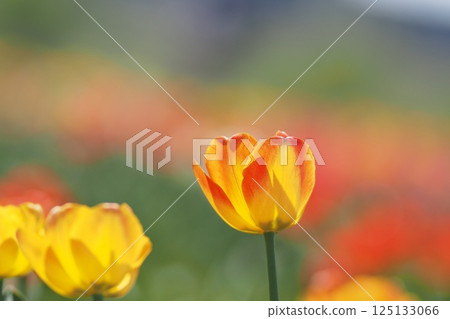 Tulips bathed in spring light 125133066
