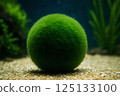 A bright green ball of cladophora (marimo) moss on light colored sandy soil at the bottom of an aquarium surrounded by aquatic plants.  125133100