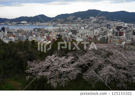 從風頭公園看到的長崎市和櫻花 4月28日，長崎市和櫻花，風頭公園 125133101